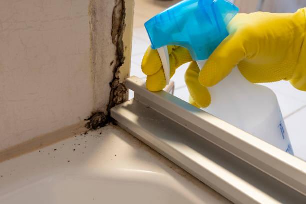 Mold Testing and Removal in Wadsworth, OH