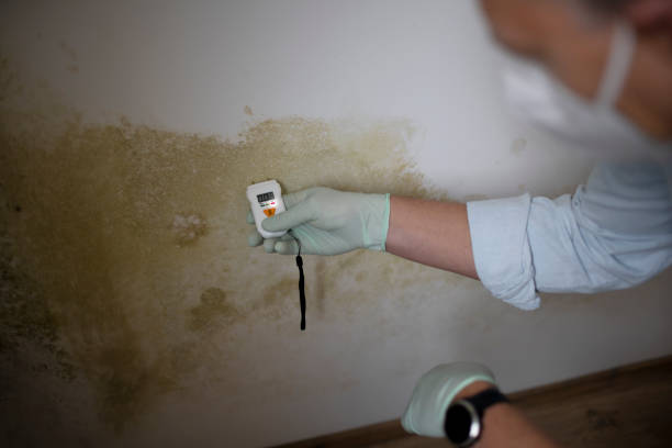 Certified Mold Removal in Wadsworth, OH