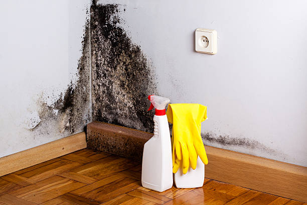 Best Mold Remediation  in Wadsworth, OH